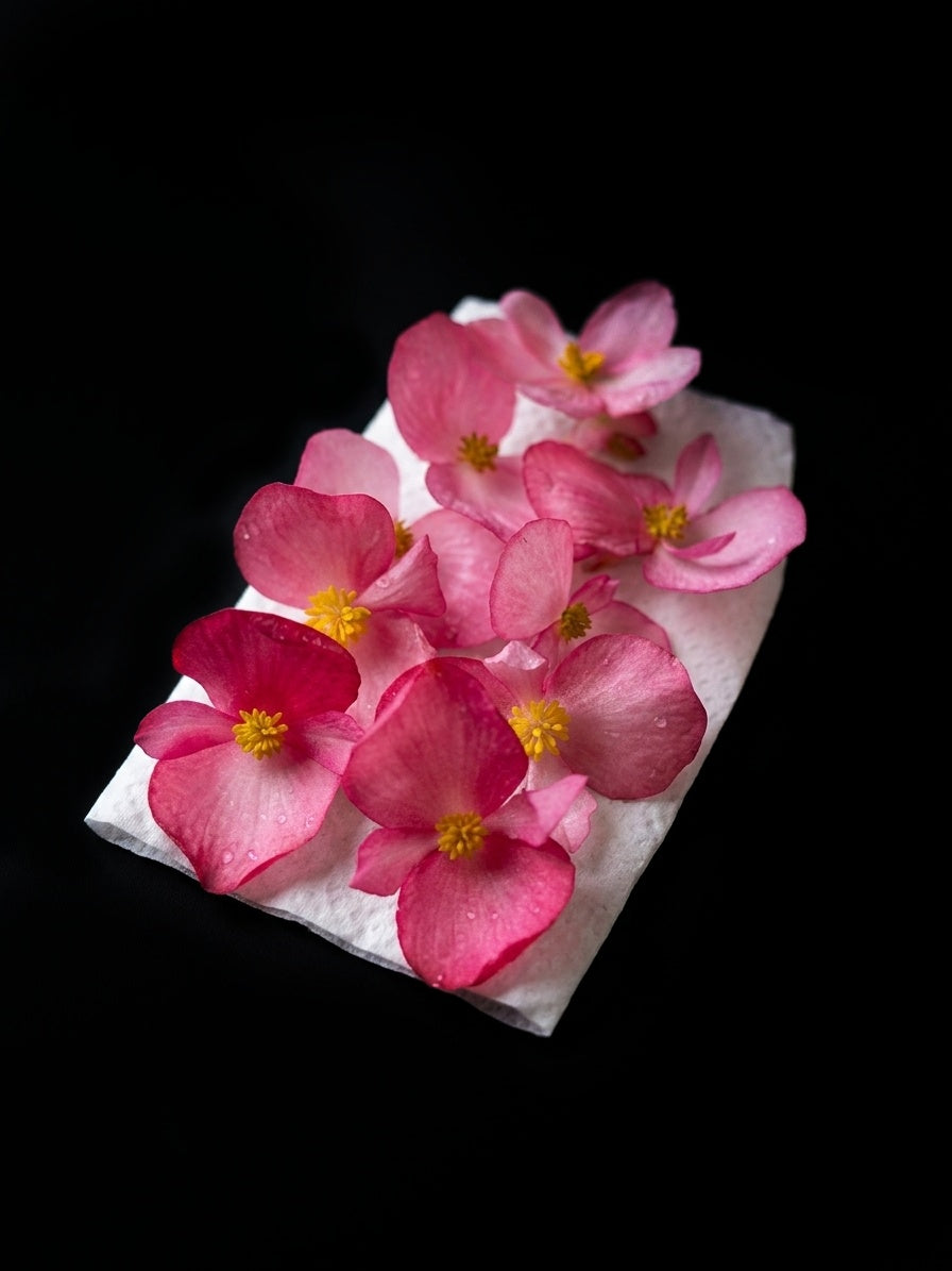 BEGONIA