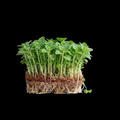 OREGANO