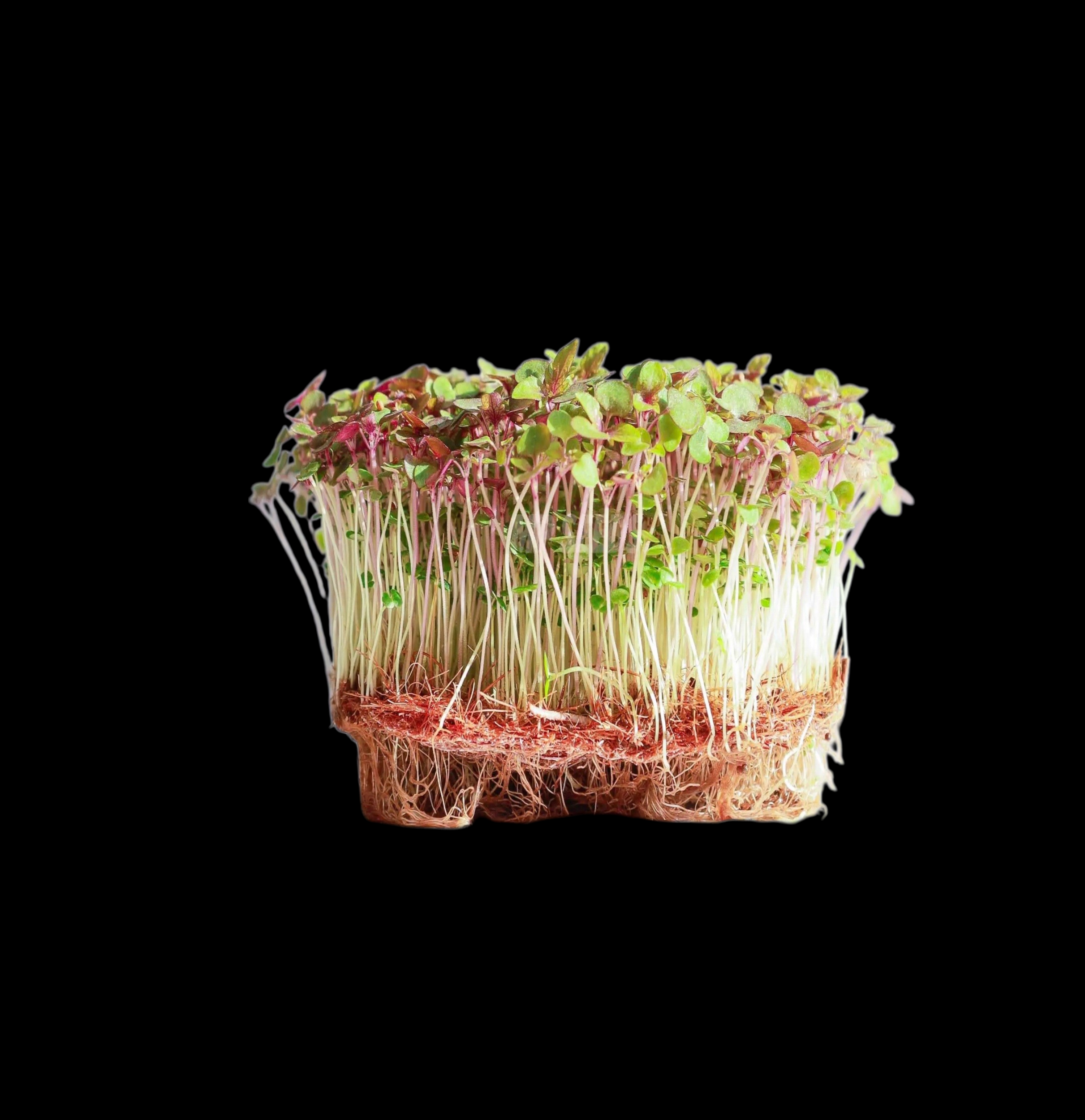 SHISO perilla