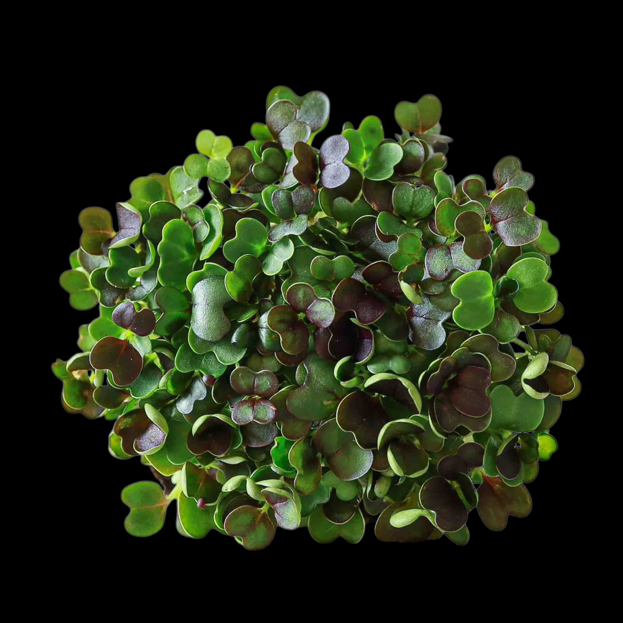 PAK CHOI