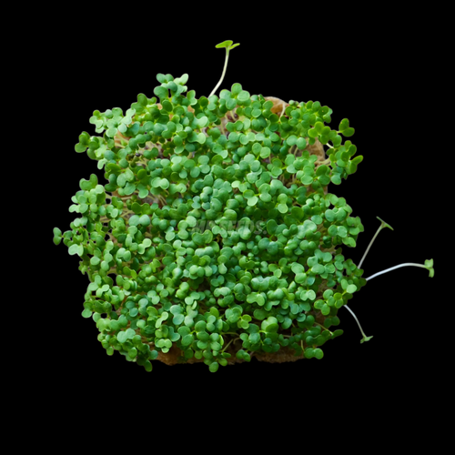 GORCZYCA WASABI