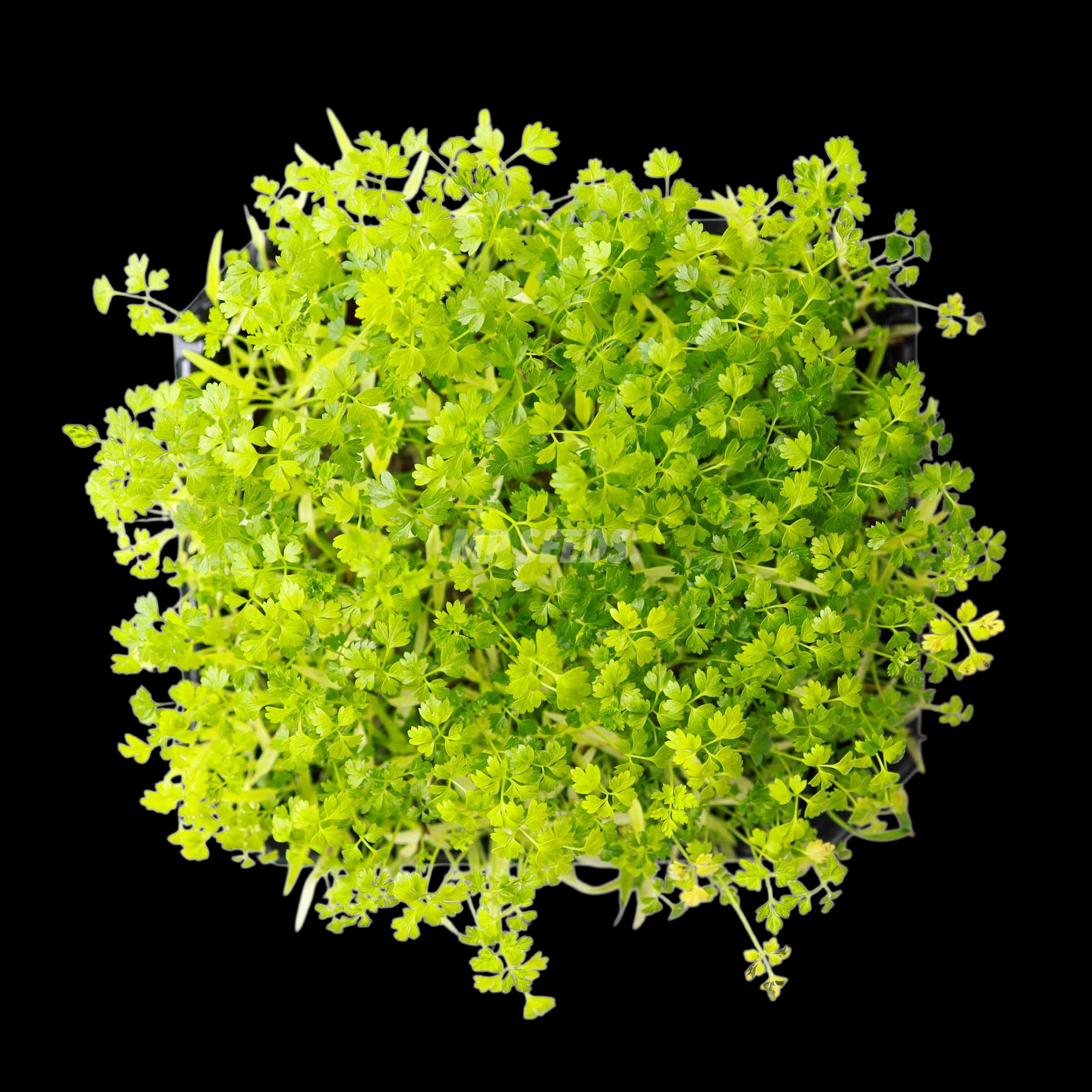 TRYBULA