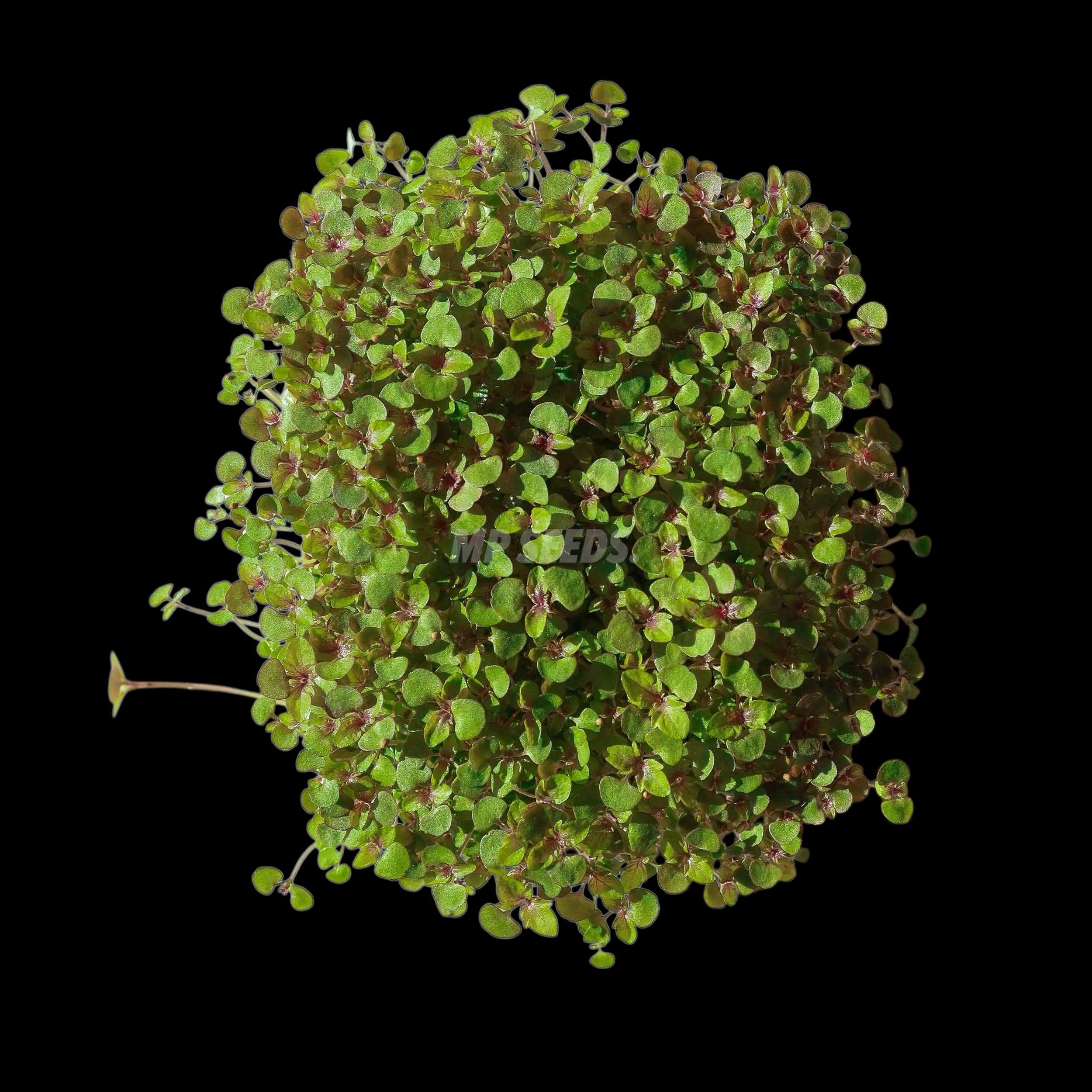 SHISO perilla